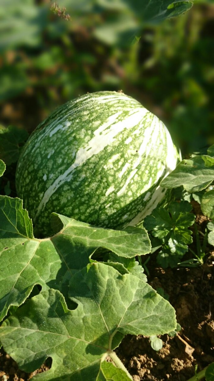 La calabaza cabello de ángel
