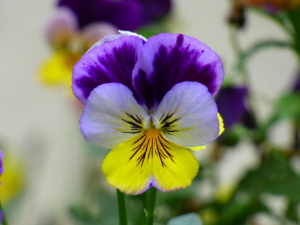 Pensamiento_(Viola_tricolor) (violeta)