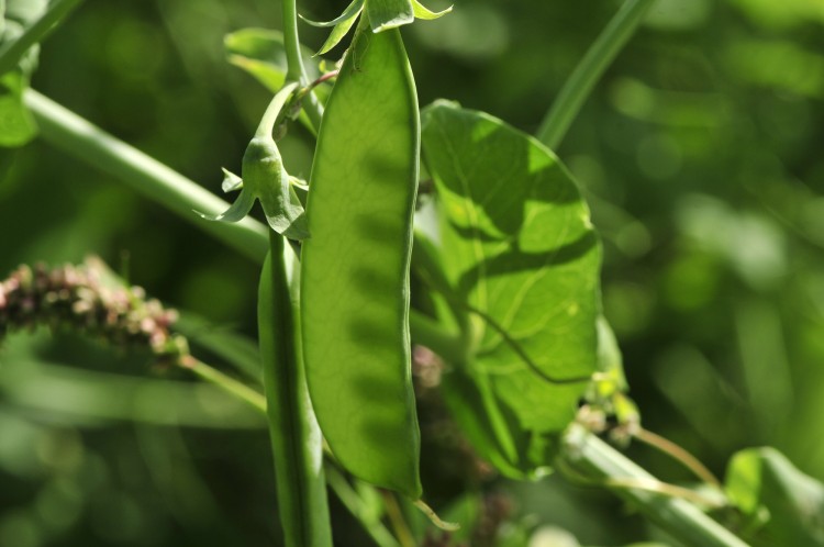 Planta de guisante lágrima