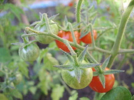 Tomate productos