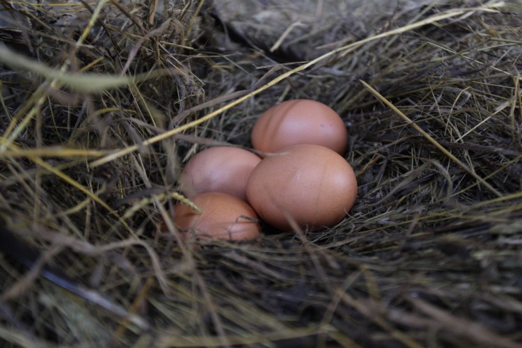 REPORTAJE SOBRE EL RESTAURANTE NERUA Y LOS PRODUCTOS DE SU HUERTA