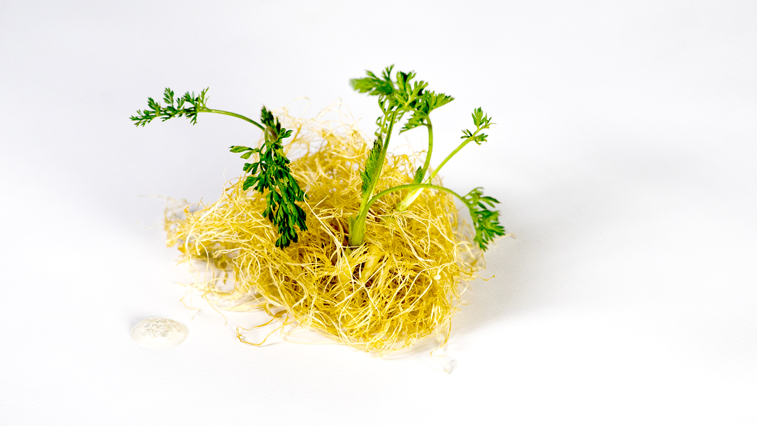 Zanahorias, enoki y jugo de alubia blanca