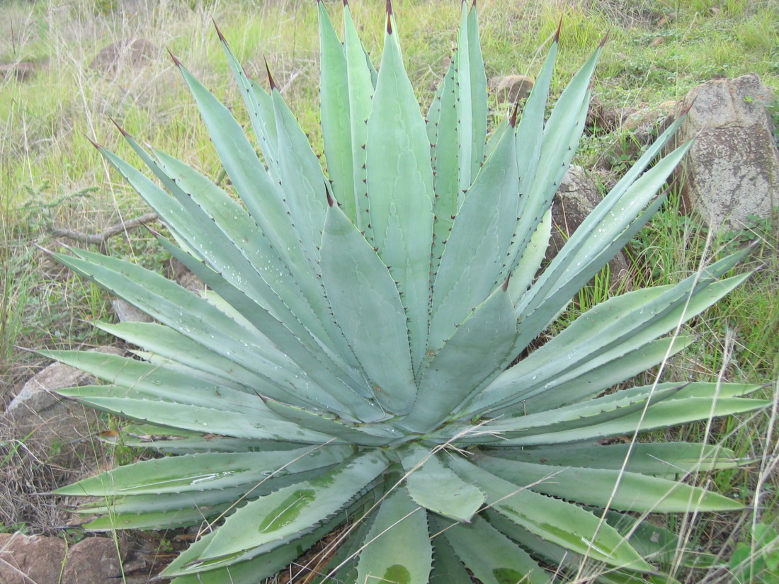 Maguey Blanco (Ag. Americana Oaxacensis) Muina