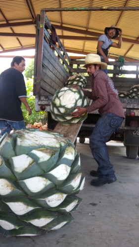 Acarreo de la planta del mezcal