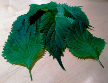 Hojas de shiso