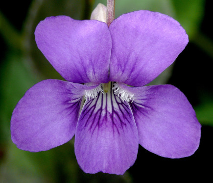 viola labradorica